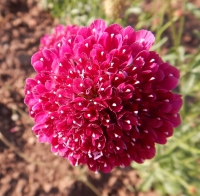 Scabiosa atropurpurea, sweet scabious red organic