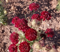 Scabiosa atropurpurea, Samtskabiose rot BIO