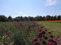 Scabiosa atropurpurea, Samtskabiose rot BIO