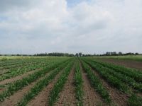 Plantago lanceolata, Plantain Lanceleaf organic